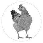 Potřeby pro drůbež