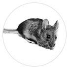 Odpuzovače myší a potkanů