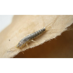 Monitorovací past na Invazní papírové rybenky Silverfish AS 12ks